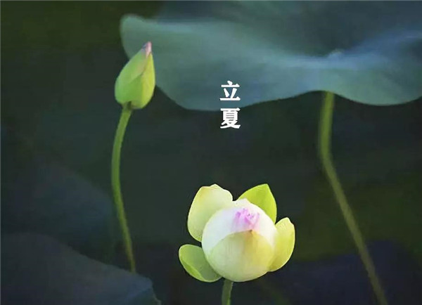 立夏已至，萬(wàn)物向陽(yáng)；