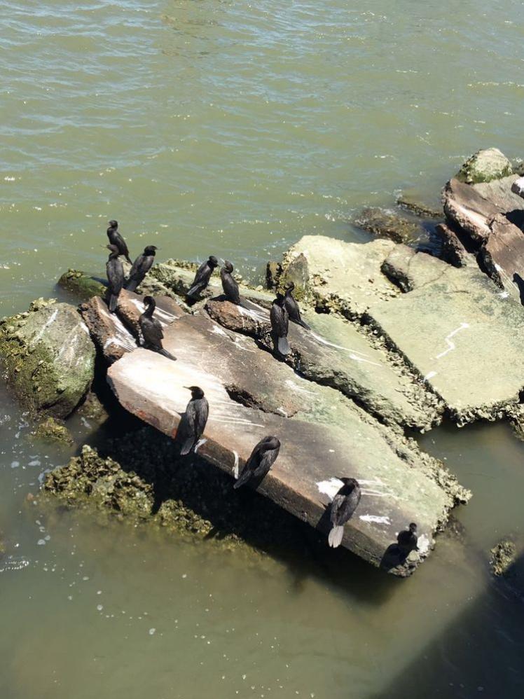 瞧這海邊礁石上：悠閑棲息的海鳥們！